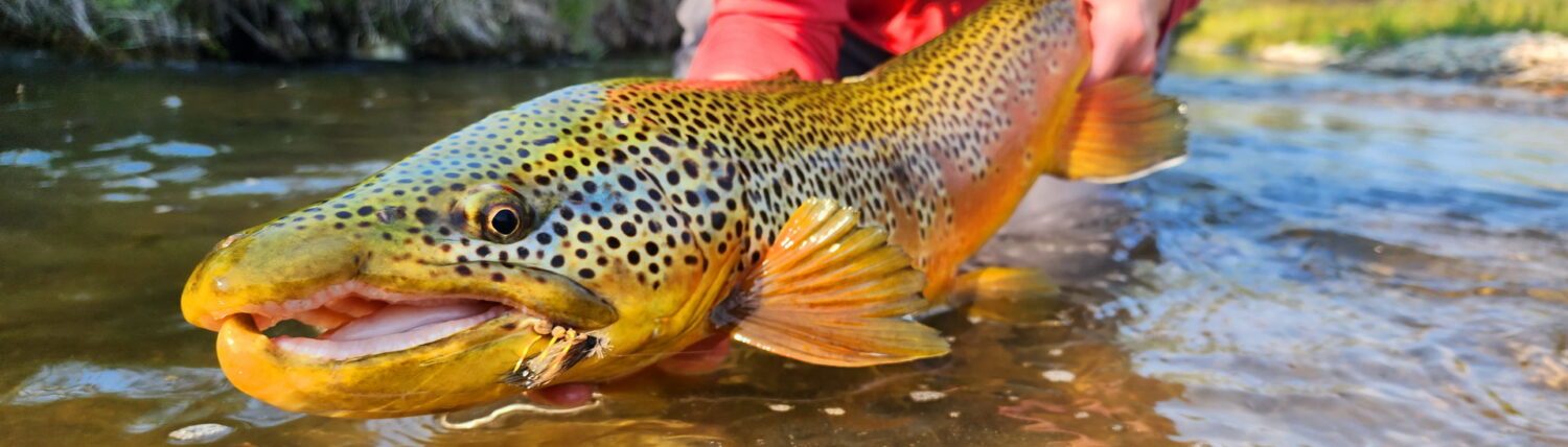 Jensen Fly Fishing